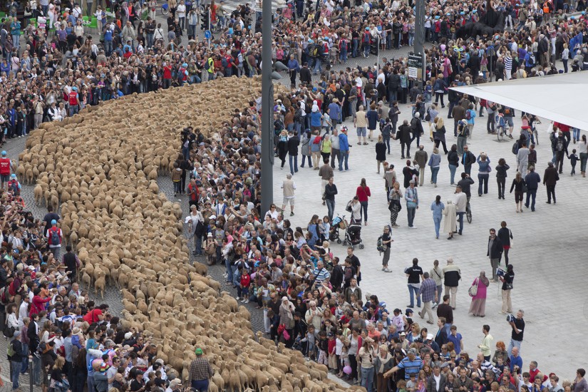 Traversée de Marseille par 3600 moutons, chevaux et vaches le 9 juin 2013. Le théâtre du Centaure. Reporatge à Marseille et aux Baux de Provence. Voir le reportage sur Divergence-Images