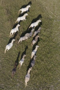 france, Bouches-du-Rhône (13), parc naturel régional de Camargue, Port-Saint-Louis-du-Rhône, chevaux camarguais blancs (vue aérienne)
