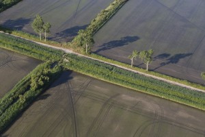 france, Bouches-du-Rhône (13), parc naturel régional de Camargue, Port-Saint-Louis-du-Rhône, rizière de riz camarguais s (vue aérienne)