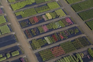 France, Maine-et-Loire (49), Angers, Sainte-Gemmes-sur-Loire, Guinefolle, agriculture maraîchère, pepiniere Minier (vue aérienne)