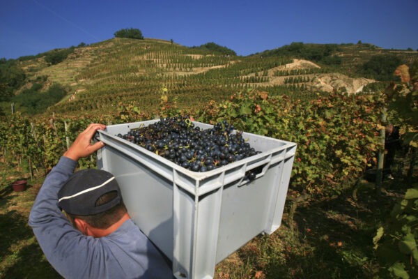 Art de vivre – Vignoble — Côte Rotie