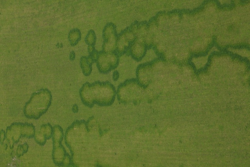 Tâches dans une prairie, Monteux