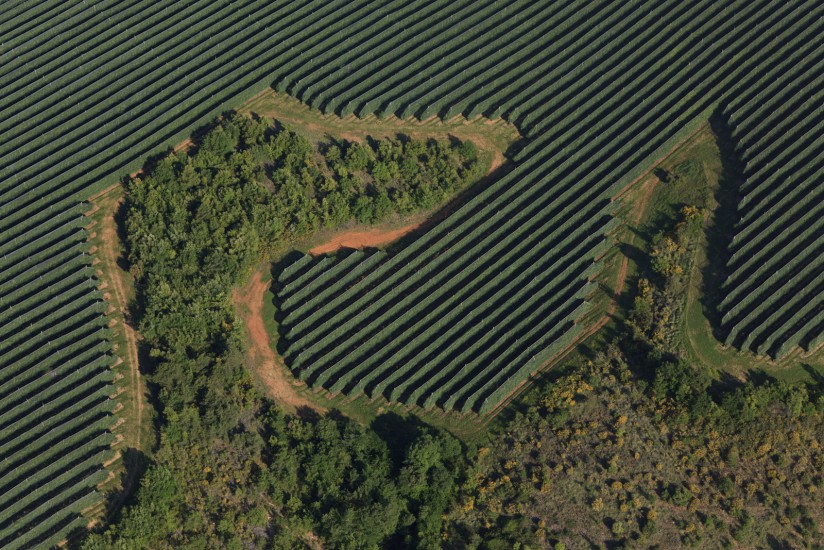 Arboriculture, plateau de la Colle