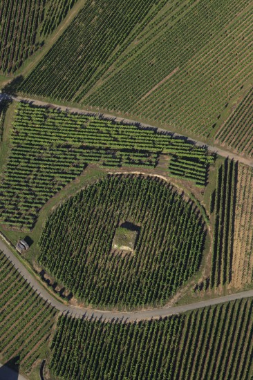 Vignes dans le Haut-Rhin