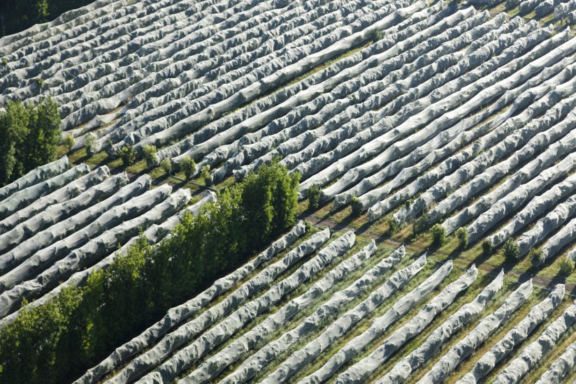 Arbres fruitiers, Le Thor