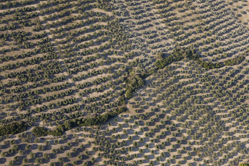 Oliveraie à Mouriès