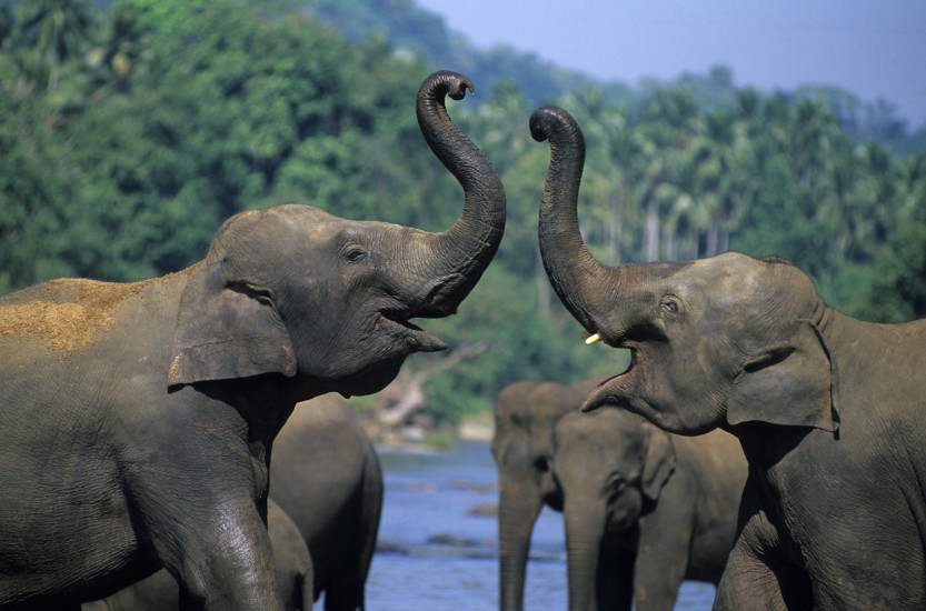 Eléphants du Sri Lanka