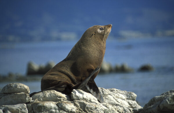 Tourisme – Animaux — Otarie