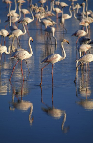 Flamants roses