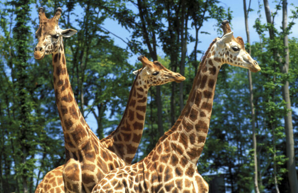 Tourisme – Animaux — Girafes