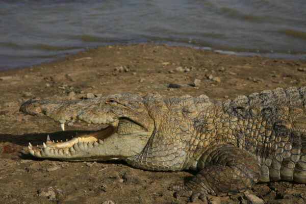 Tourisme – Animaux — Crocodile