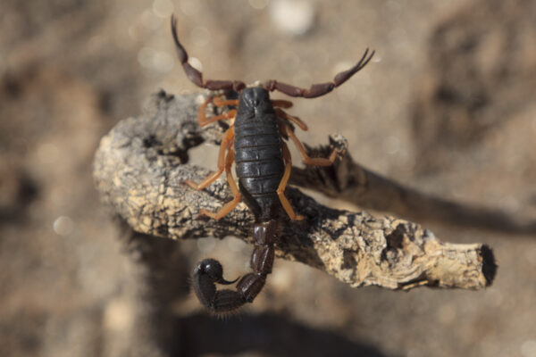 Tourisme – Animaux — Scorpion