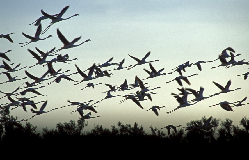 Camargue, flamants roses