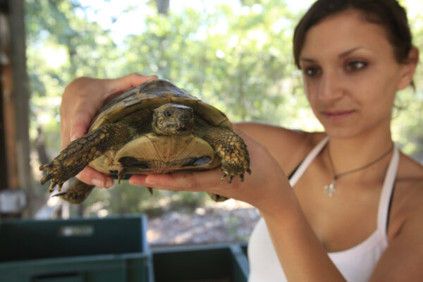 Tourisme – Animaux — Tortue
