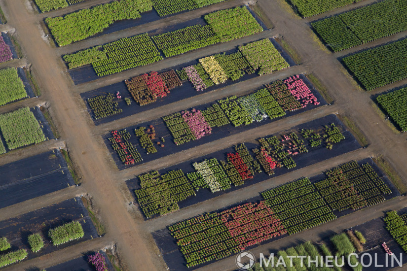 Angers, Sainte-Gemmes-sur-Loire, Guinefolle, agriculture maraîchère, pepiniere Minier (vue aérienne)