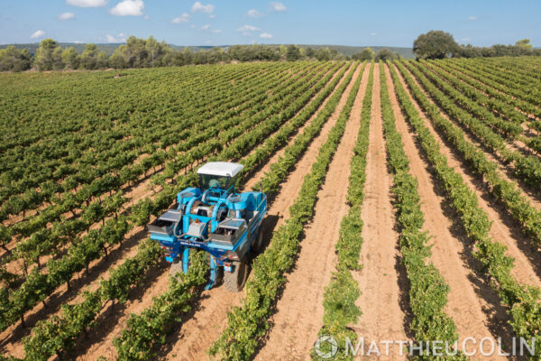Vendanges AOC Coteaux Varois en Provence