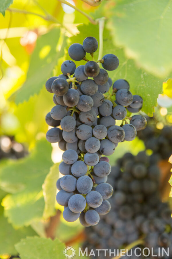 Art de vivre – Vignoble — Raisin