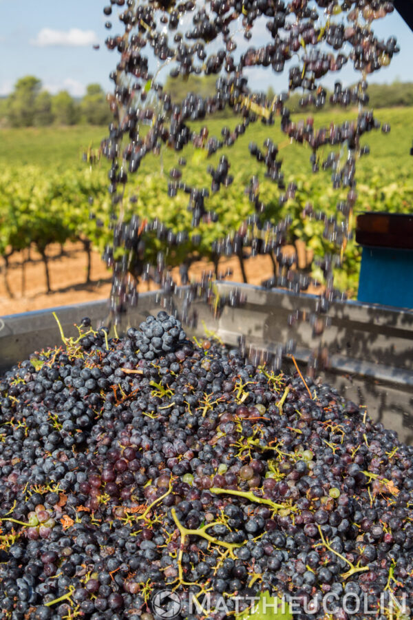 Art de vivre – Vignoble — Vendanges
