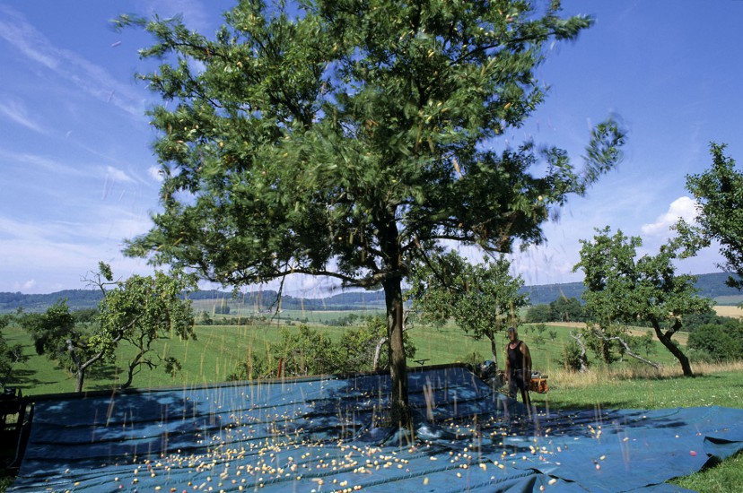 Sur la route de la mirabelle. Fin août, Nancy et sa région se couvrent d’un voile doré, quand de petites prunes rondes et blondes inondent jardins et vergers. La mirabelle, l’or de Lorraine, donne l’occasion d’une échappée gourmande, à la découverte d’un terroir rural et verdoyant. (60 photos) Voir le reportage sur Divergence-Images