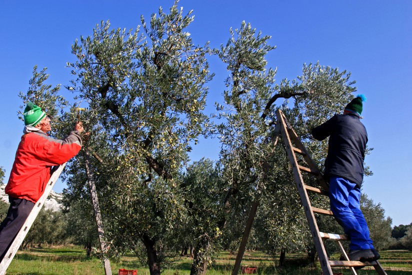 Verte vallée des Alpilles. A la fin de l'automne, le soleil vient réchauffer chaque matin les oliviers de la plaine des Baux-de-Provence, au coeur des Alpilles. Balade sur les... (160 photos)
Voir le reportage sur Divergence-Images