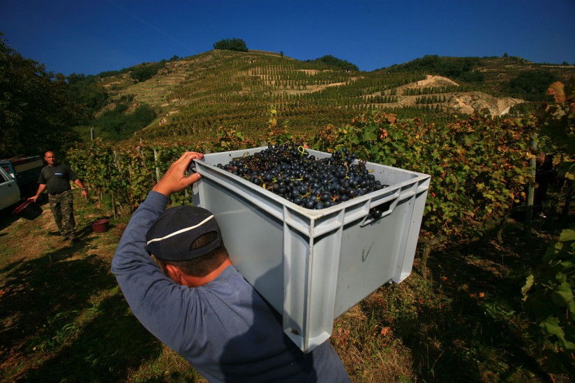Rhône - Côte Rotie -  Condrieu et Ampuis, vignoble de l'AOC Côte Rotie, vendange manuelle de la vigne Voir le reportage sur Divergence-Images
