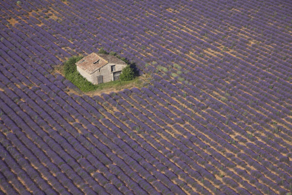 Photos aériennes de la récolte de lavande sur le plateau de Valensole