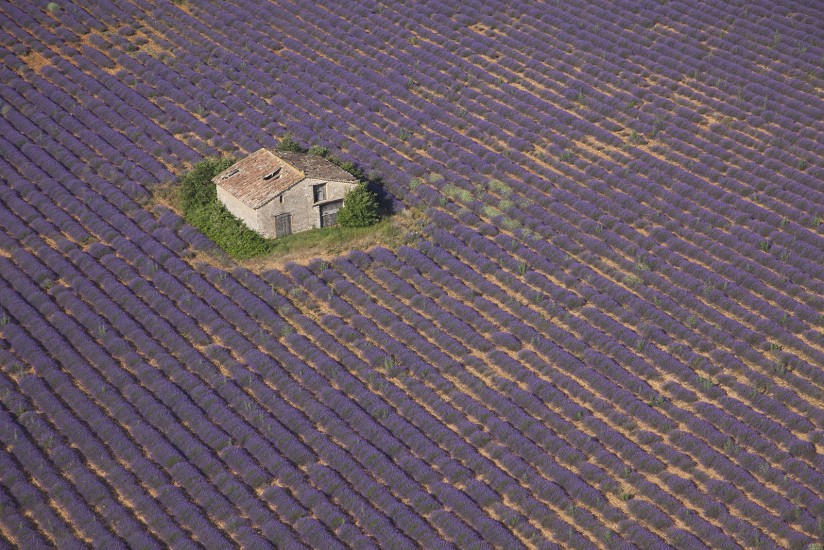 FRANCE - Paca - Alpes de Haute Provence et Var - Lavande à Valensole. Vues aériennes de la récolte de lavande sur le plateau de Valensole. (46 photos) Voir le reportage sur Divergence-Images