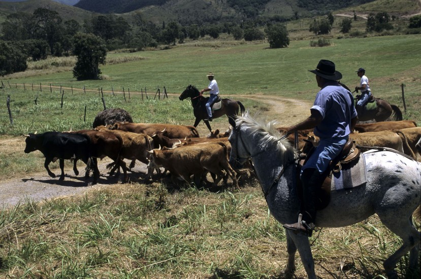 NOUVELLE CALEDONIE - Far-west français au bout du monde  - Chez les cow-boys français du pacifique Sud. Pionniers involontaires, ils ont fait de cette côte aride et sèche leur fief. Plus qu’un folklore, leurs traditions sont empruntées aux cow-boys australiens... (60 photos) Voir le reportage sur Divergence-Images