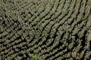 France, Vaulcuse (84),  Bédoin, versant sud du Mont Ventoux l'été, forêt de conifères (vue aérienne)