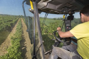 France, Var (83), Brue-Auriac, Domaine de Gilles Masson, Saint Estève, vendange mécanisée, vendageuse ou machine à vendanger, AOC Coteaux Varois en Provence