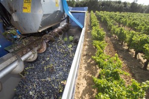 France, Var (83), Brue-Auriac, Domaine de Gilles Masson, Saint Estève, vendange mécanisée, vendageuse ou machine à vendanger, AOC Coteaux Varois en Provence