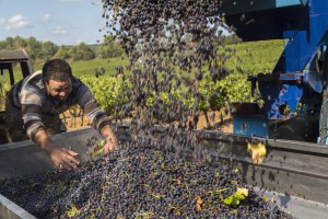 France, Var (83), Brue-Auriac, Domaine de Gilles Masson, Saint Estève, vendange, AOC Coteaux Varois en Provence