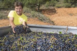 France, Var (83), Brue-Auriac, Domaine de Gilles Masson, Saint Estève, vendange, AOC Coteaux Varois en Provence