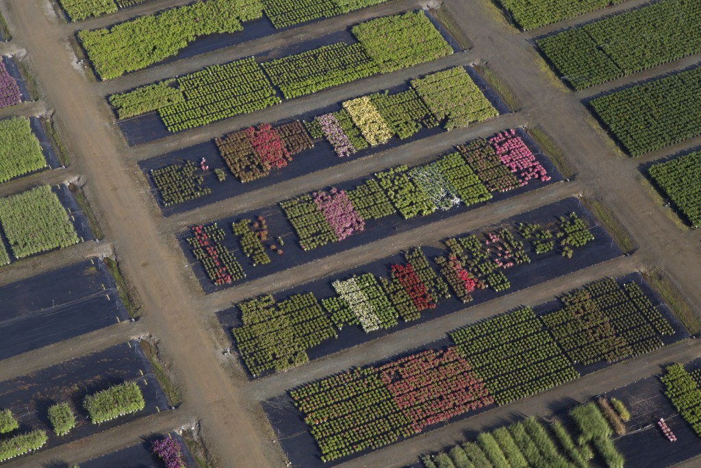 Angers, Sainte-Gemmes-sur-Loire, Guinefolle, agriculture maraîchère, pepiniere Minier (vue aérienne)