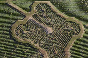 France, Maine-et-Loire (49), pays de Saumur, Turquant, Demeure le clos de la Vignole au bord de la Loire, vigne géométrique   (vue aérienne)