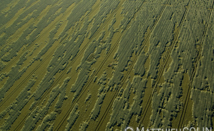 France, Bouches-du-Rhône (13), Tarascon, champ de céréal couchées par le vent ou la tempête, land art naturel (vue aérienne)