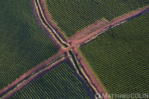 France, Hérault (34), Mérifons, vignes et chemin en croix, ruffe, roche rouge (vue aérienne)//France, Hérault (34), Mérifons, vineyards and cross road, ruffe, red rock (aerial view)