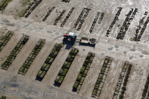 France, Vendee (85), Ile de Noirmoutier, conchyliculture,  ostreiculture, culture des huitres, et  mytiliculture, culture des moules (vue aerienne)