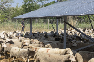 France, Bouches-du-Rhône (13) Salin-de-Giraud, centrale solaire Urbasolar. Moutons et bergers.